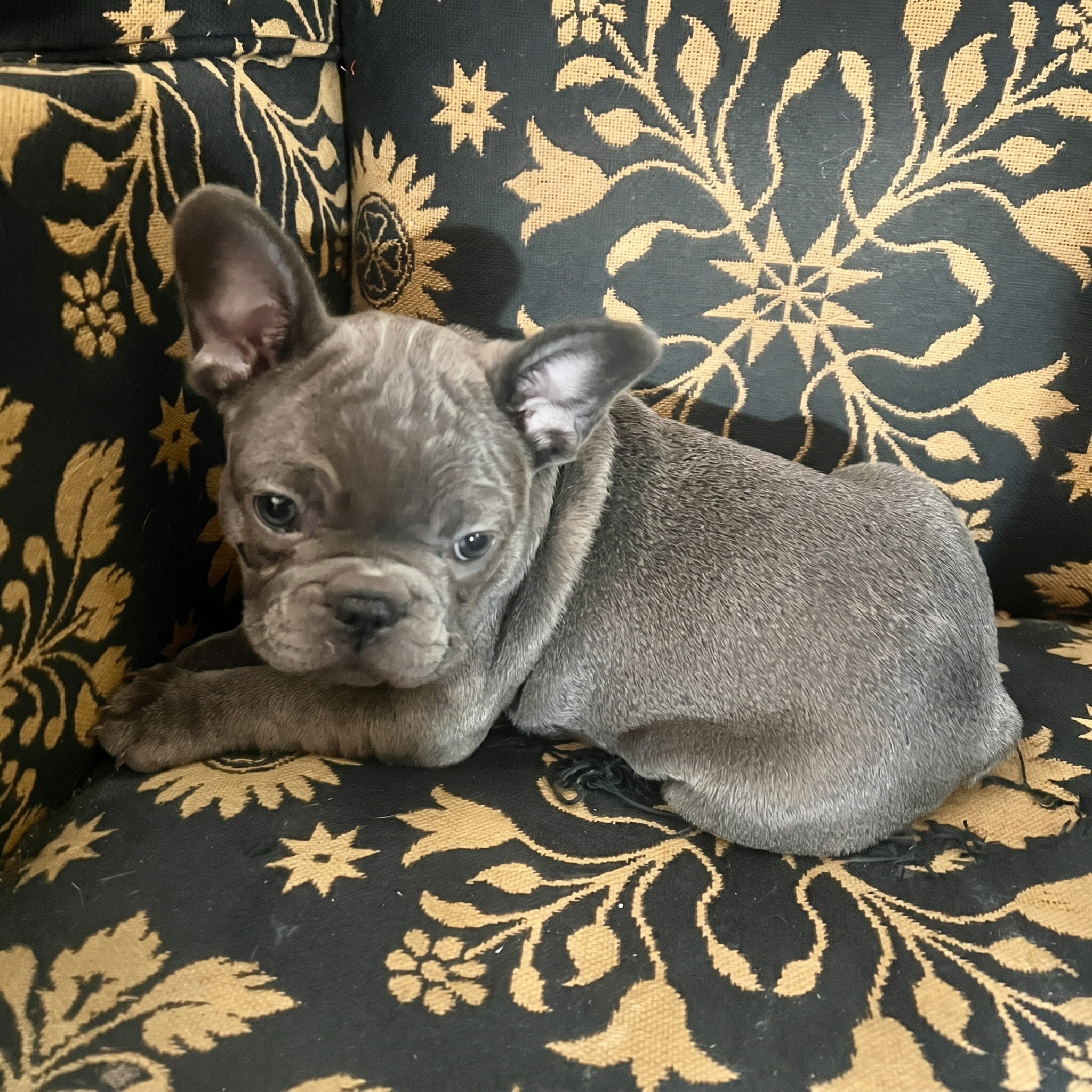 Blue French Bulldog puppy for sale — Classact French Bulldogs, Clarence NY