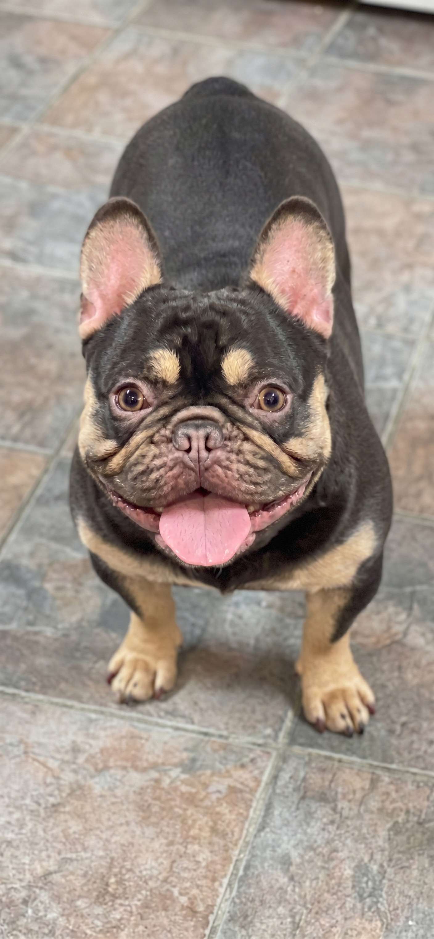 Dad — Black & Tan French Bulldog stud at Classact French Bulldogs