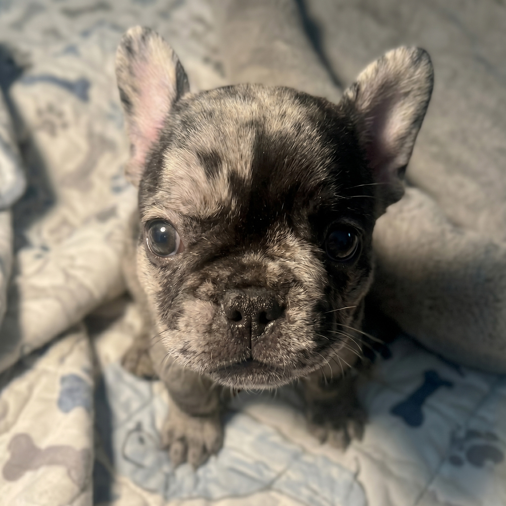 Merle French Bulldog puppy for sale — Classact French Bulldogs, Clarence NY