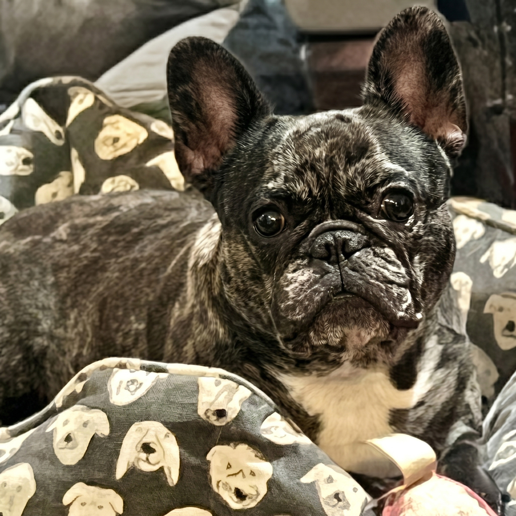 Mom — Merle French Bulldog dam at Classact French Bulldogs